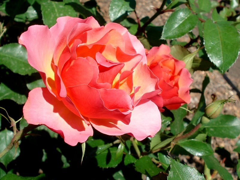 Rosa ‘Jodi Lee’ (Floribunda Rose)