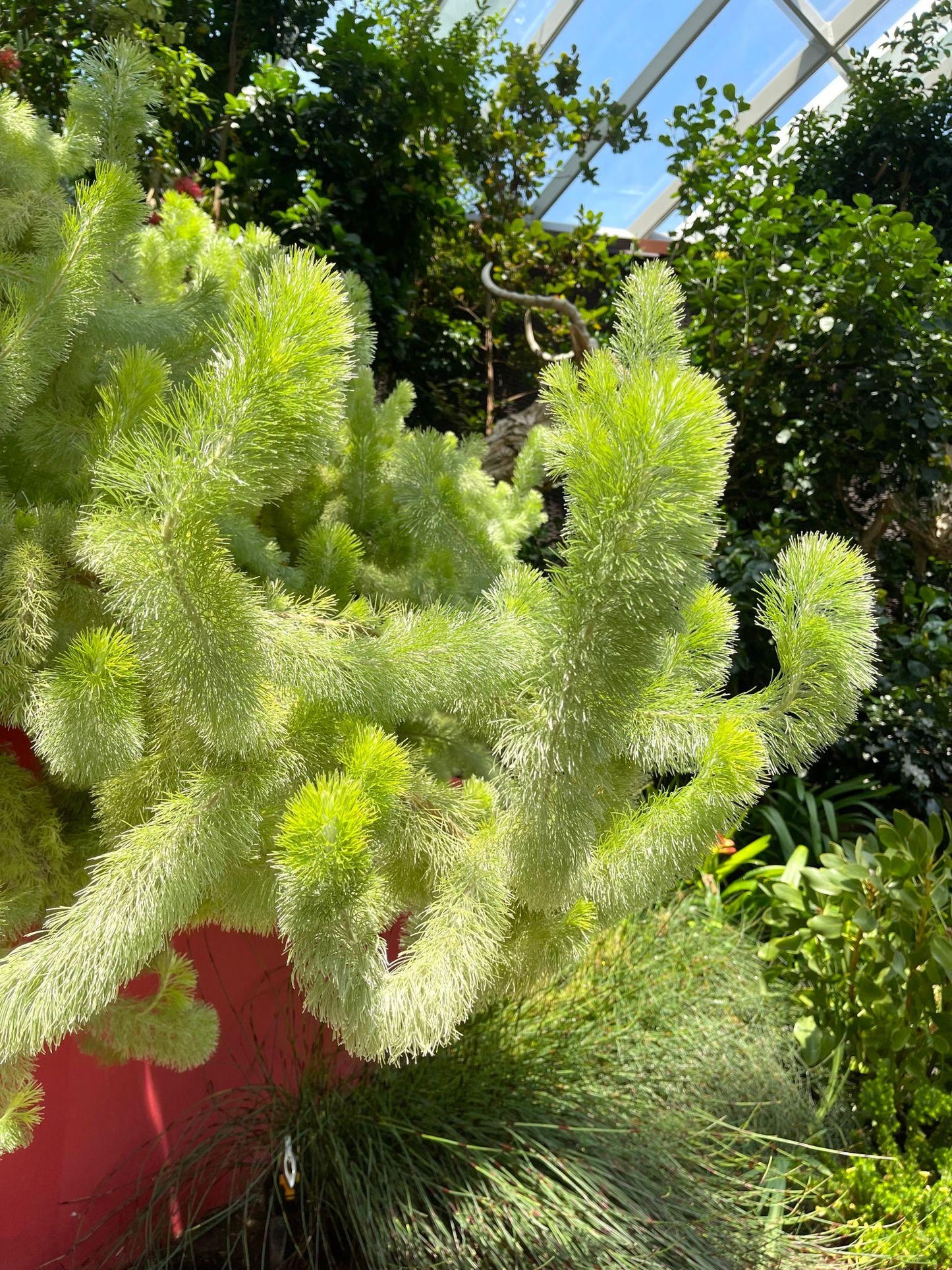 Adenanthos Sericeus ‘Compacta’ (Dwarf Woolly Bush)