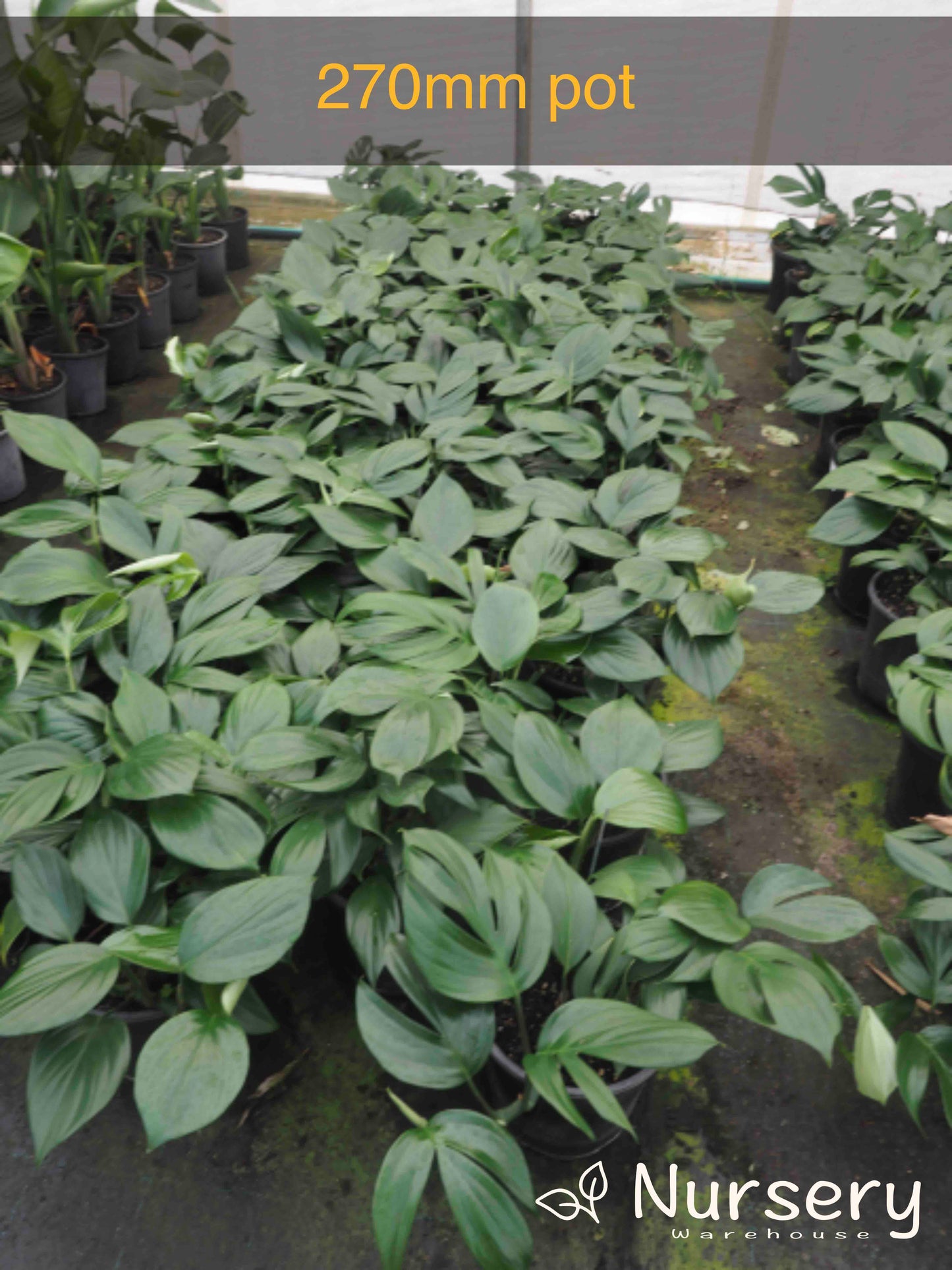 Rhaphidophora Decursiva (Dragon Tail)