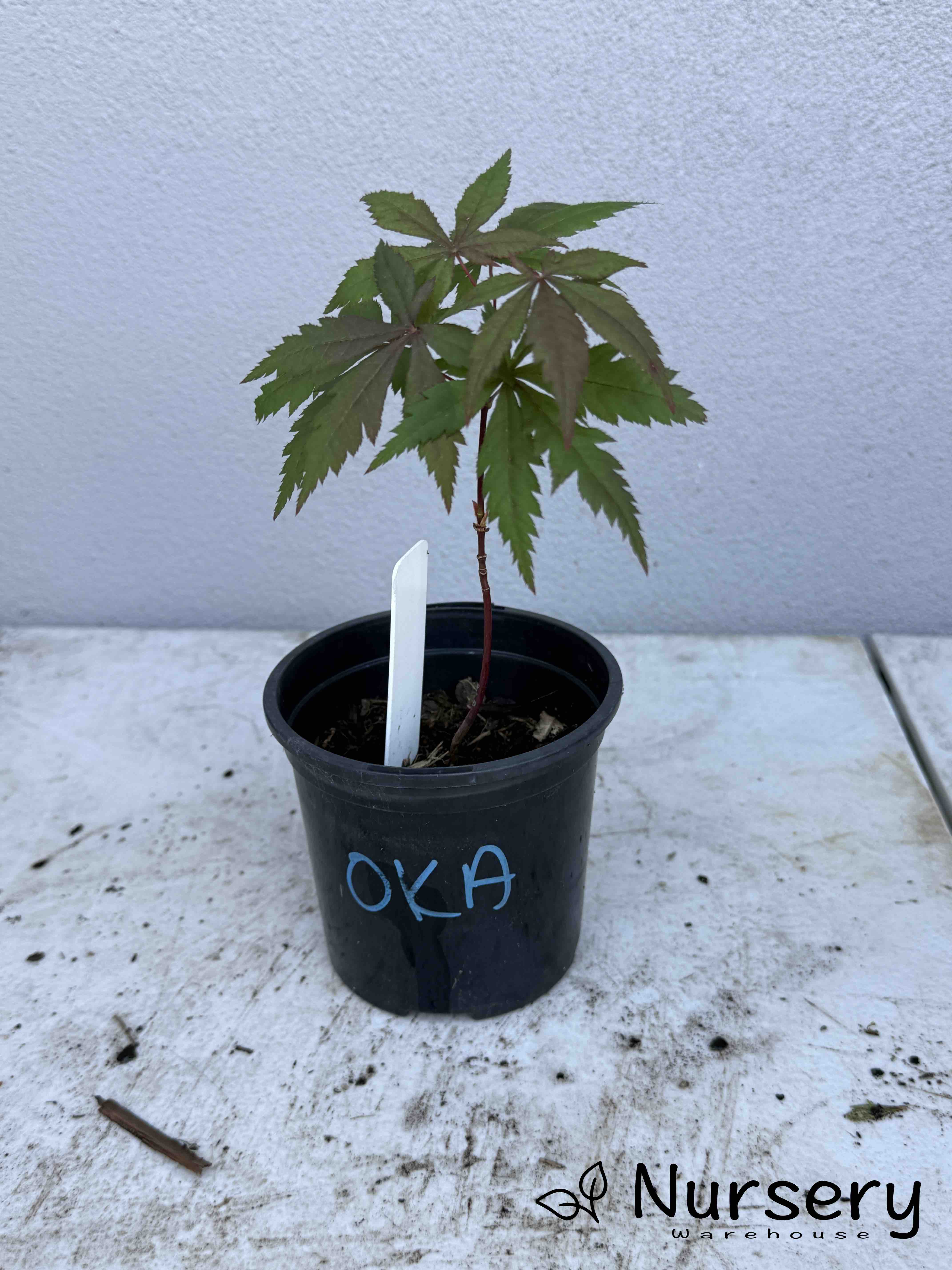 Acer Palmatum 'Okagami Japanese Maple Seedling'