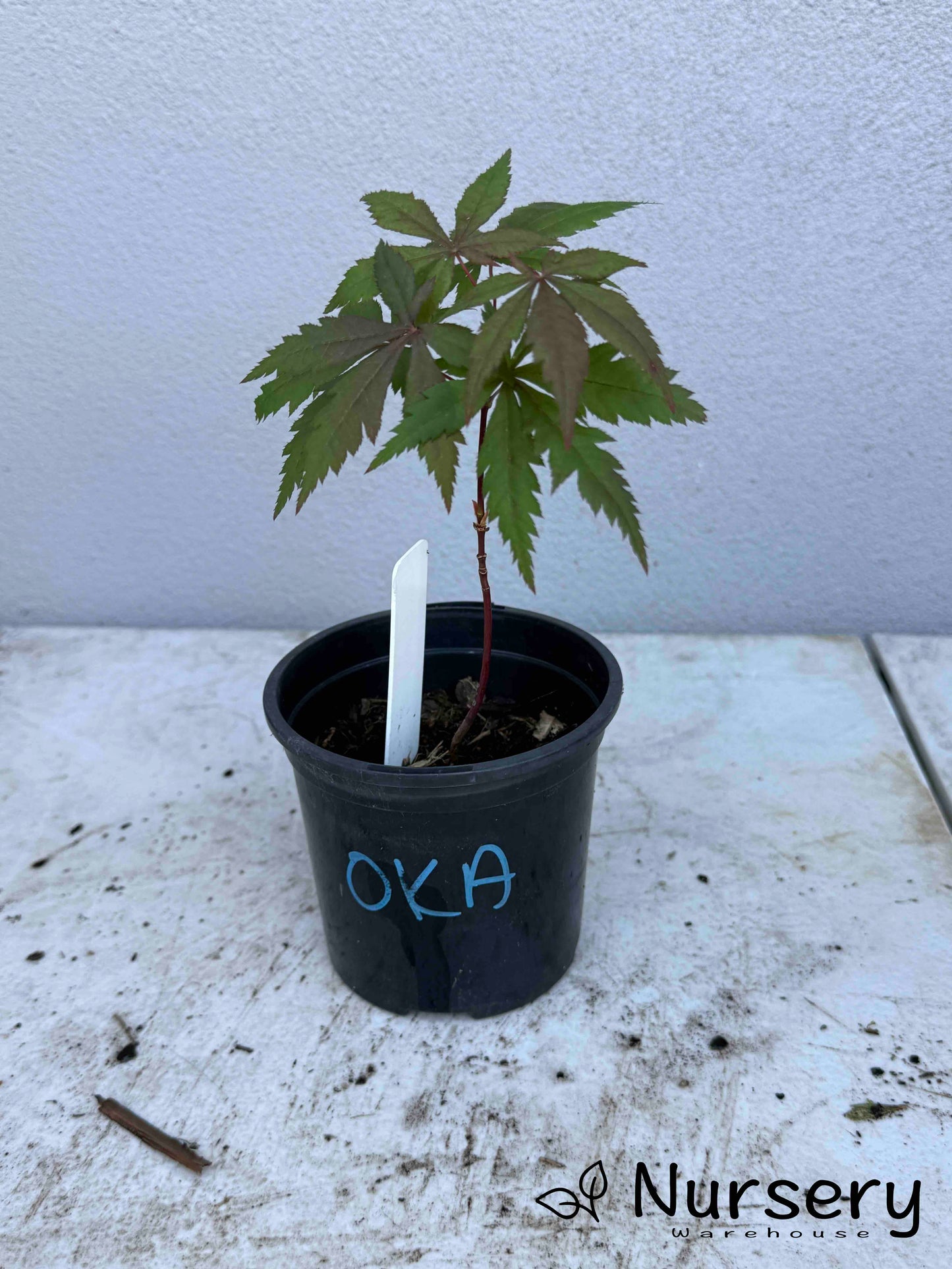 Acer Palmatum 'Okagami Japanese Maple Seedling'