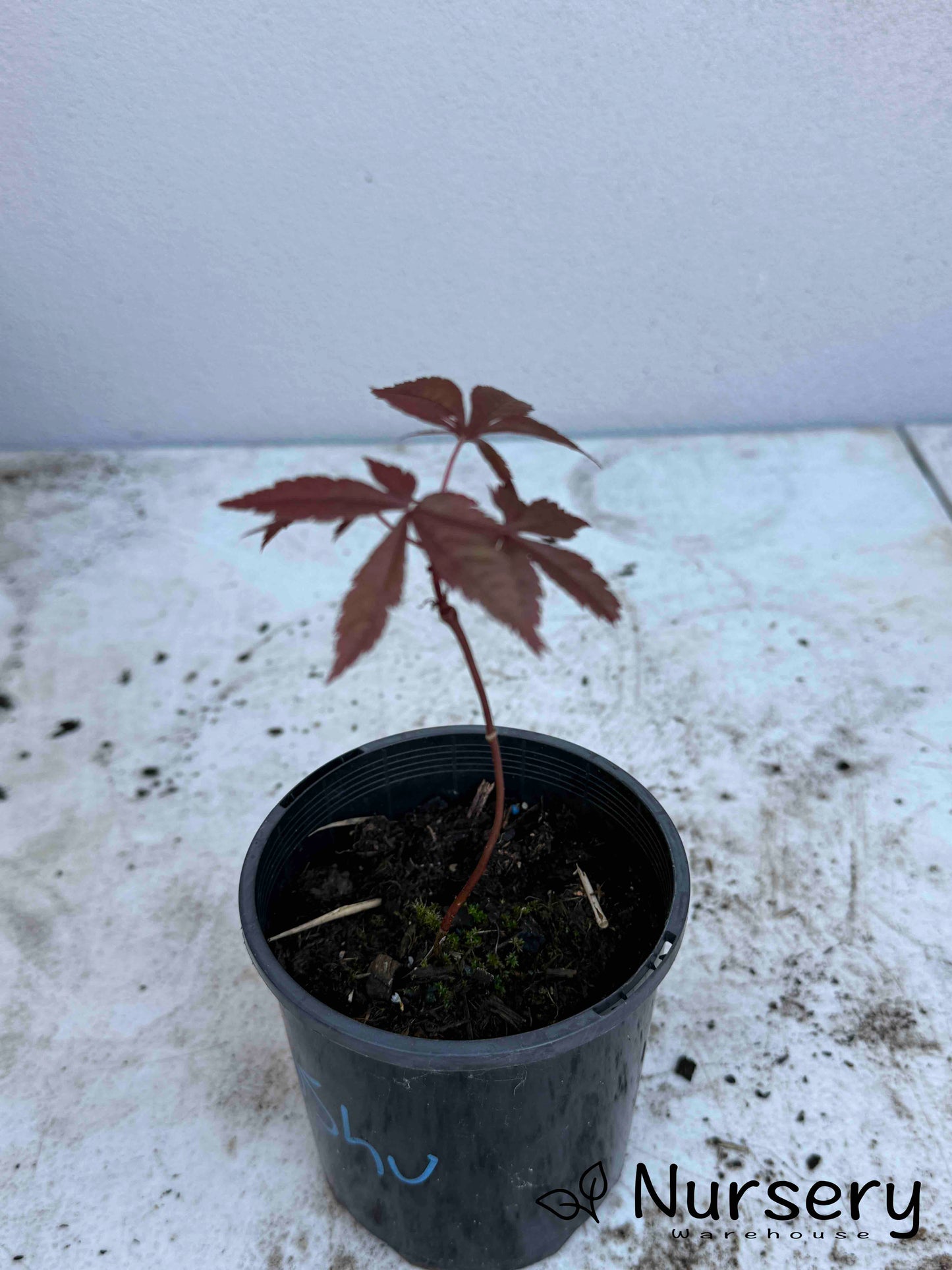 Acer Palmatum 'Oshu Shidare Japanese Maple Seedling'