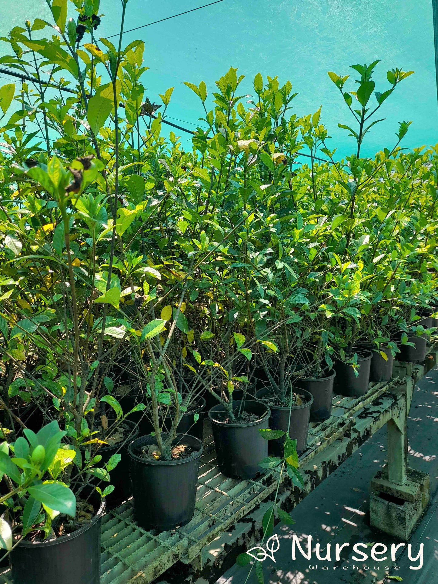 Gardenia 'Magnifica' (Excess stock, end of batch, not uniform, tall 70cm+ height)