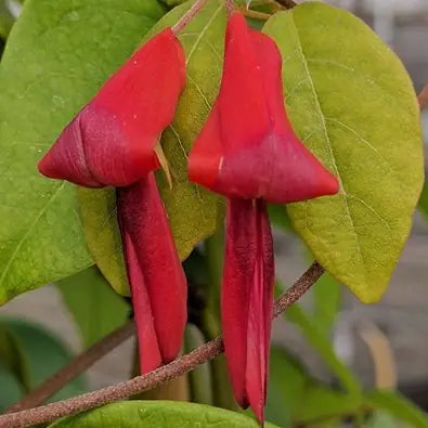 Kennedia rubicunda (Dusky Coral Pea / Red Kennedia)