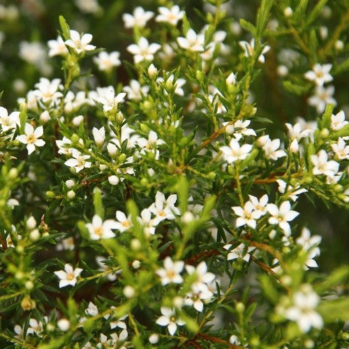 Coleonema Pulchellum 'White' (White Breath of Heaven)