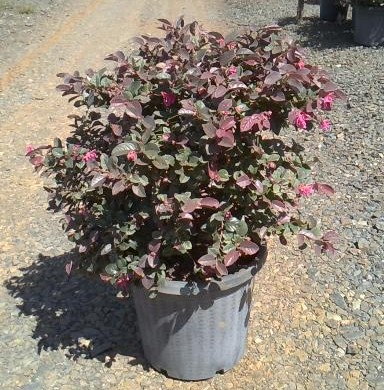 Loropetalum Chinense (China Pink)