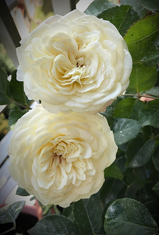 Rosa ‘Tranquility™’ (English Rose / David Austin Rose)