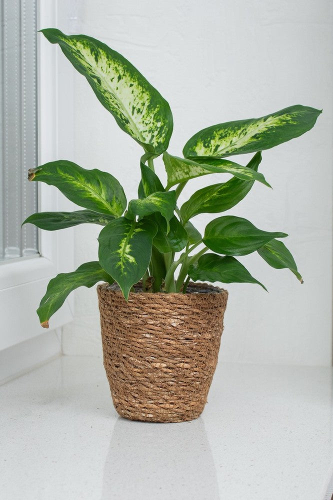 Dieffenbachia 'Mars' (Mars / Dumb Cane)