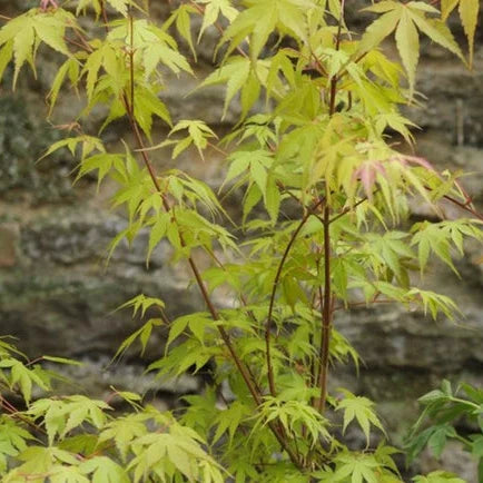 Acer Palmatum 'Butterfly' (upright)