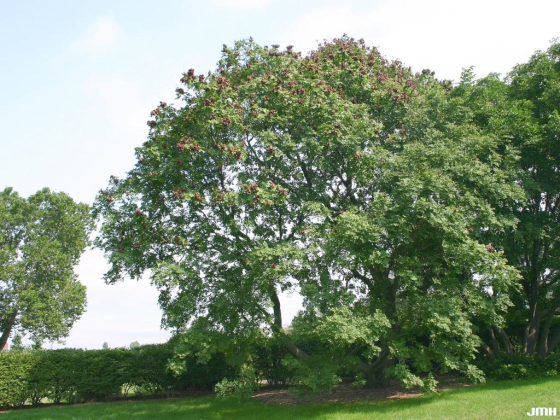 Koelreuteria Paniculata (Golden Rain Tree)
