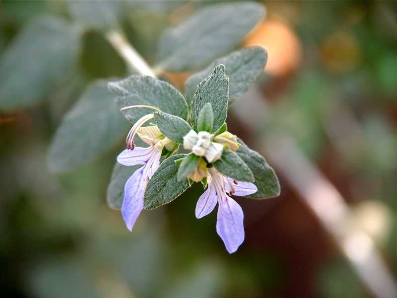 Teucrium Fruticans (Tree Germander)