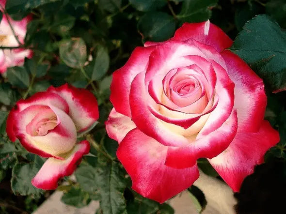 Rosa ‘Fire and Ice’ (Floribunda Rose)