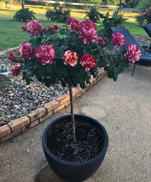 Rosa ‘Maurice Utrillo’ (Hybrid Tea Rose)