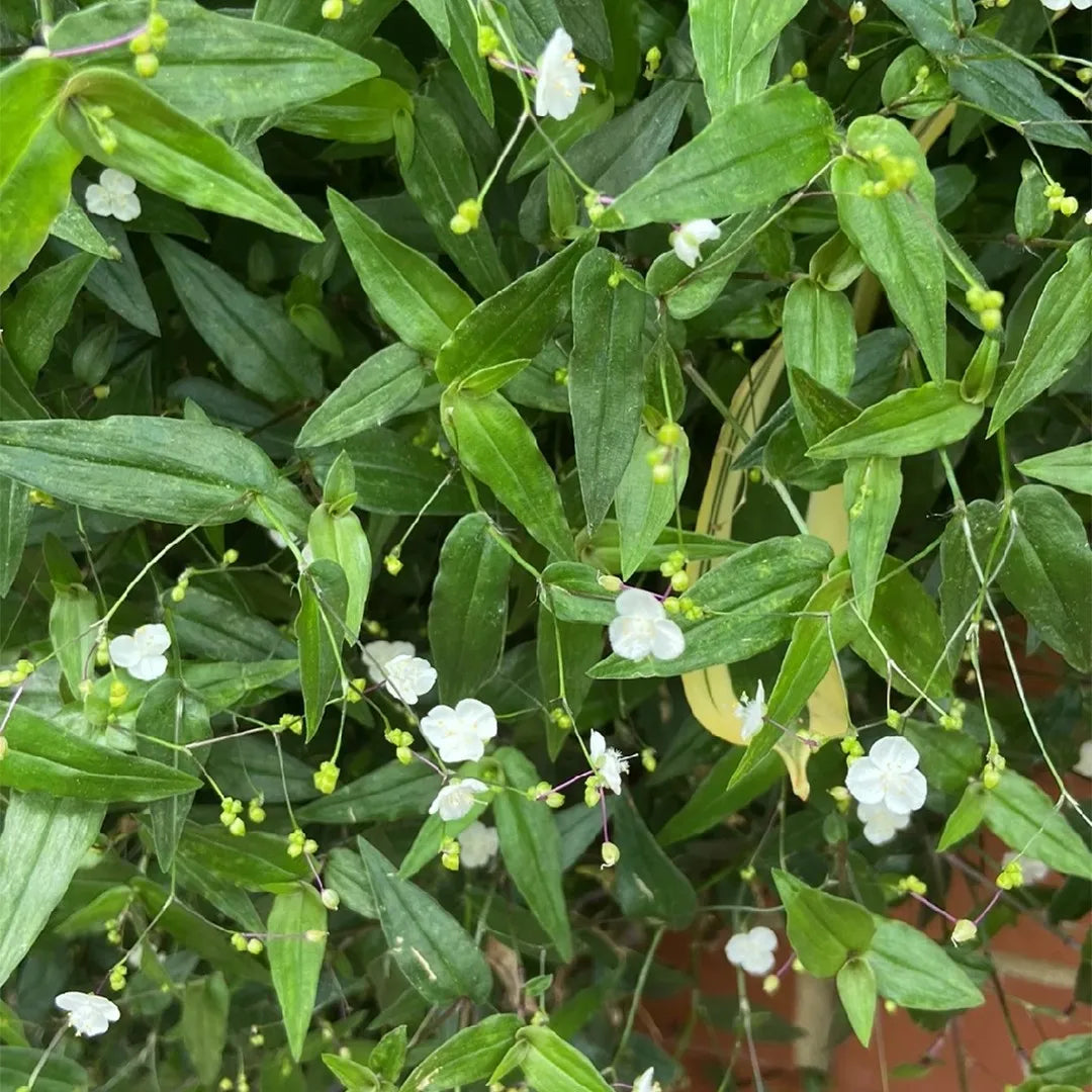 Gibasis Pellucida (Tahitian Bridal Veil)