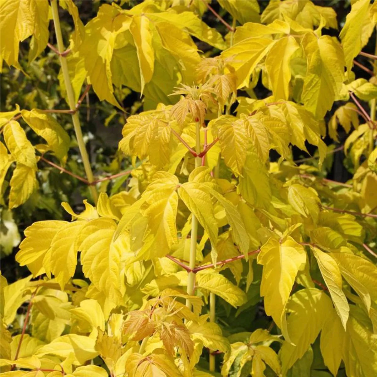 Acer Negundo ‘Kelly’s Gold’ (Kelly’s Gold Box Elder)