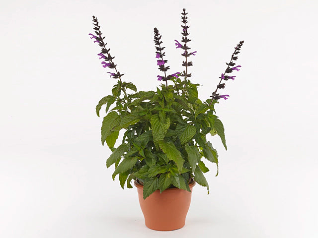 Salvia ‘Salgoon Lake Tahoe’ (Lake Tahoe Sage)