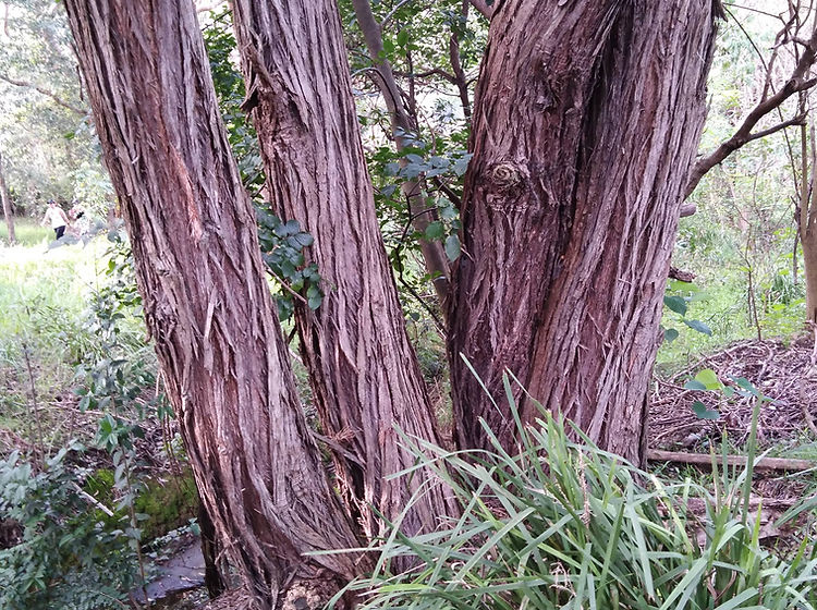 Syncarpia Glomulifera (Turpentine Tree)