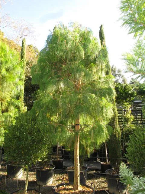 Pinus Patula (Mexican Weeping Pine)