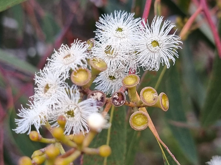 Eucalyptus Racemosa (Scribbly Gum)
