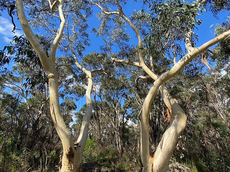 Eucalyptus Racemosa (Scribbly Gum)