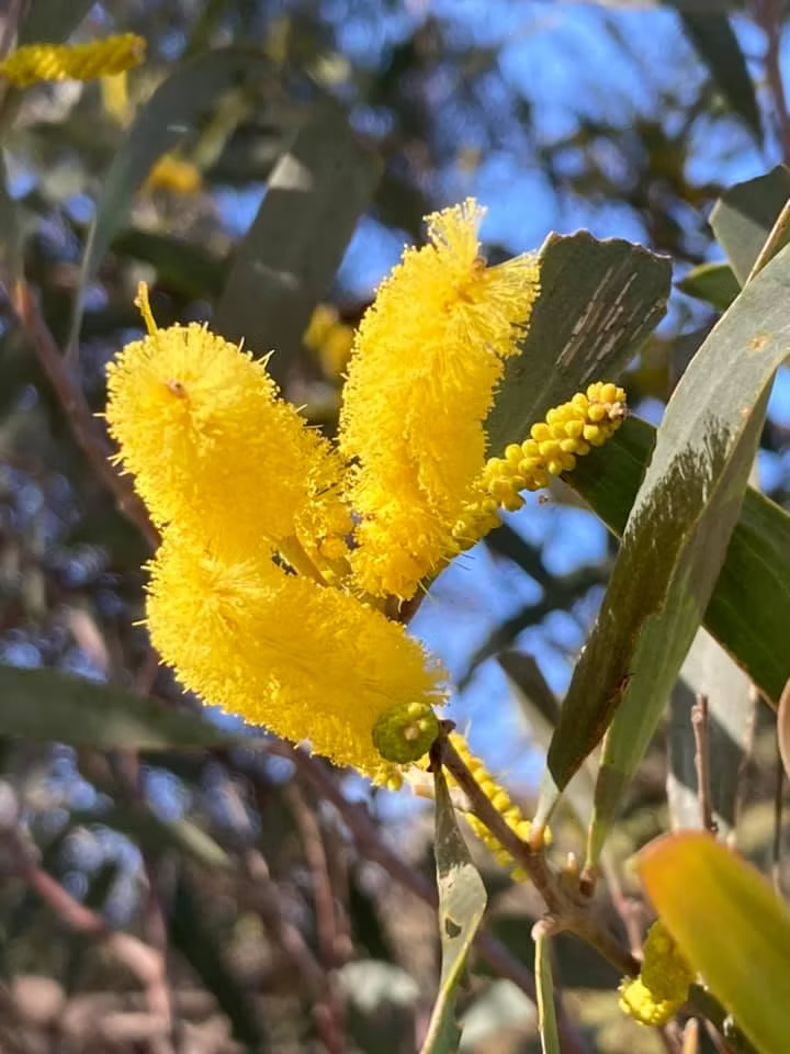 Acacia Binervia (Coast Myall)