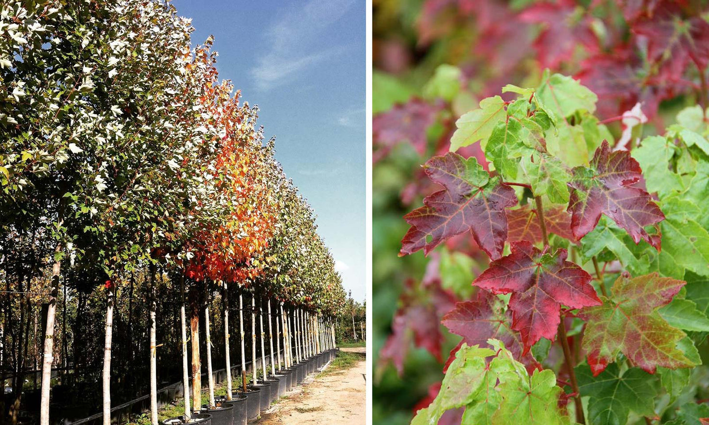 Acer rubrum 'October Glory' (October Glory Maple)