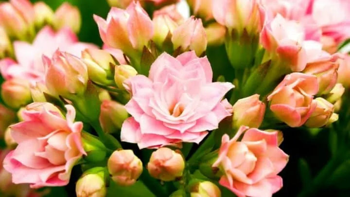 Kalanchoe blossfeldiana ‘Calandiva Adkins’ (Calandiva)