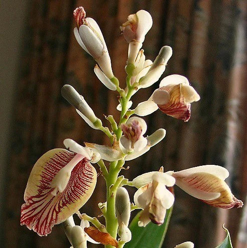 Alpinia galanga (Galangal / Thai Ginger)