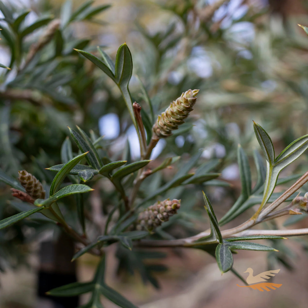 Grevillea ‘Wandin Wildfire’ (Wandin Wildfire Grevillea)
