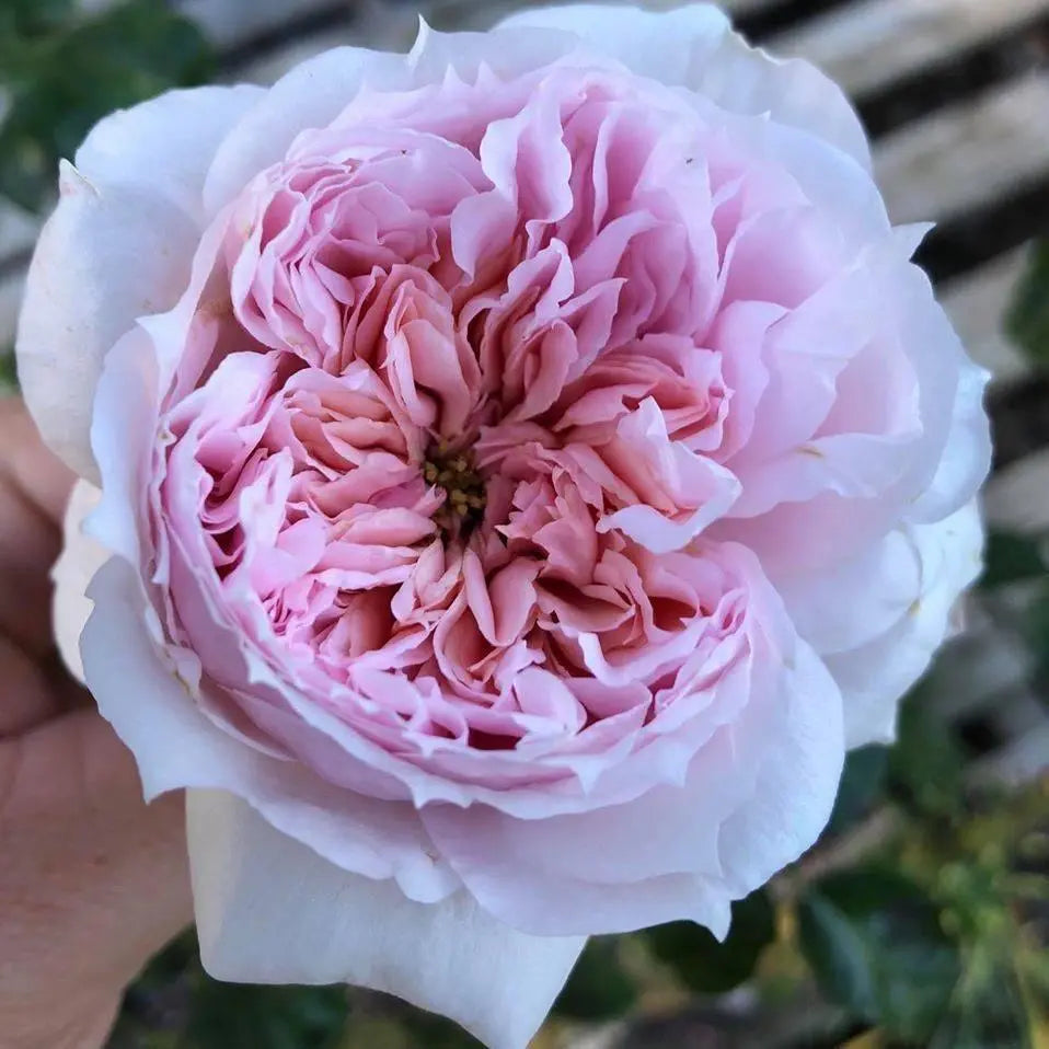 Rosa 'Per-Fyoom Perfume' (Per-Fyoom Perfume Rose)