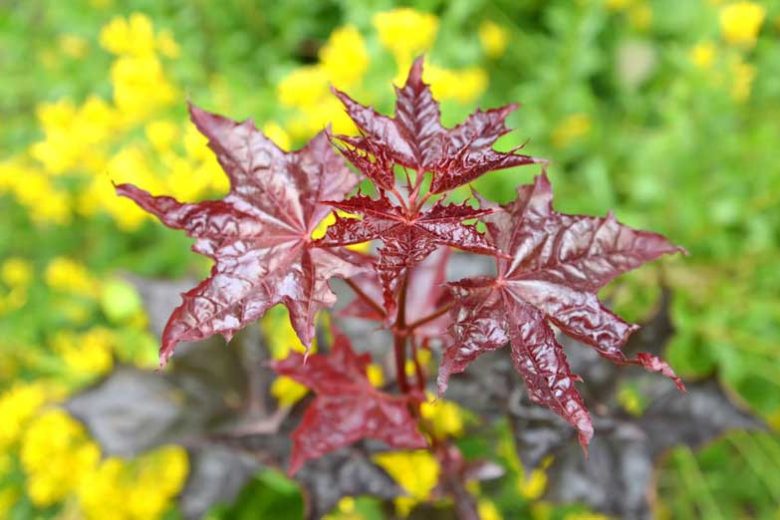 Acer Platanoides 'Crimson King'
