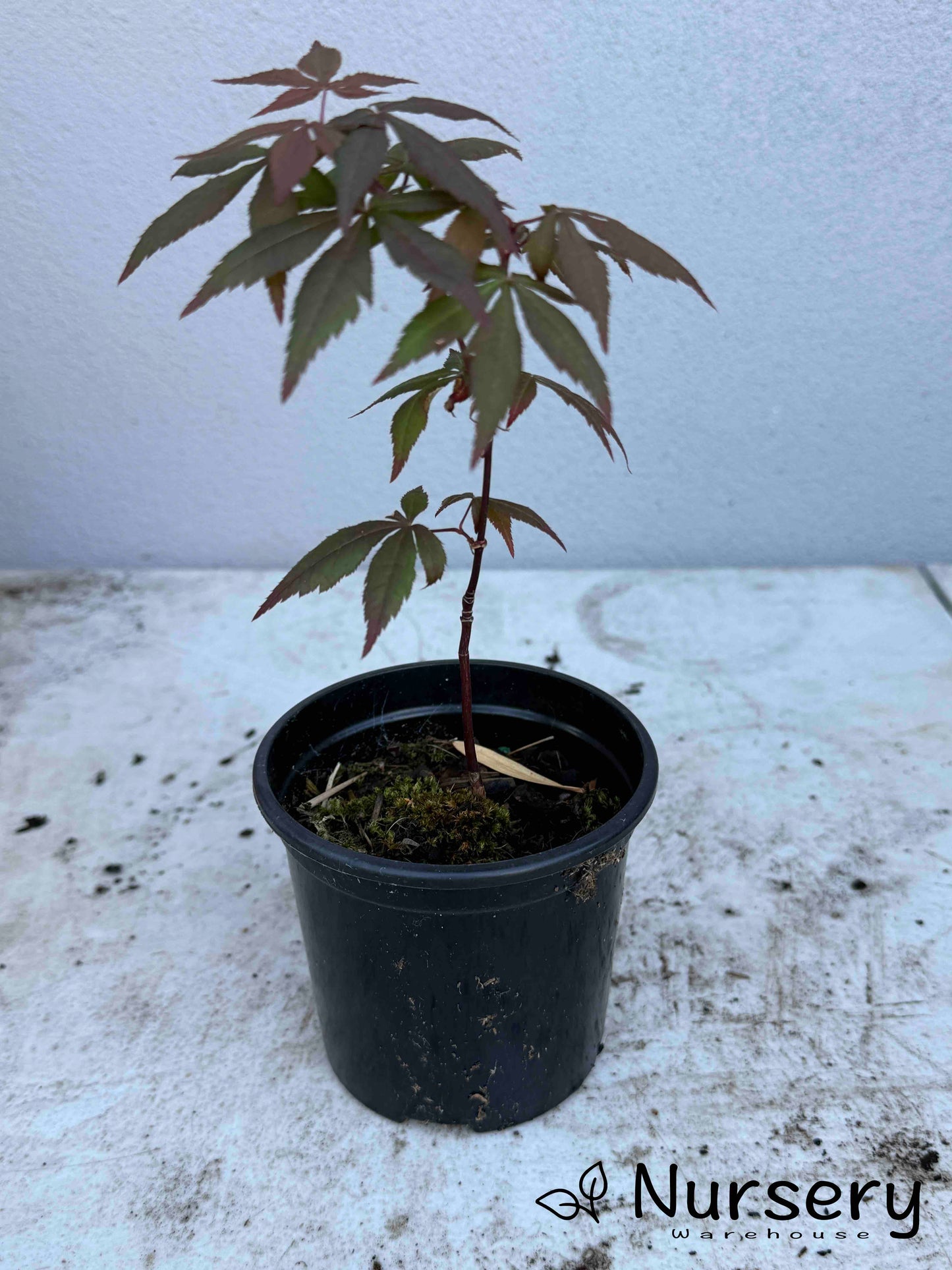Acer Palmatum 'Okagami Japanese Maple Seedling'