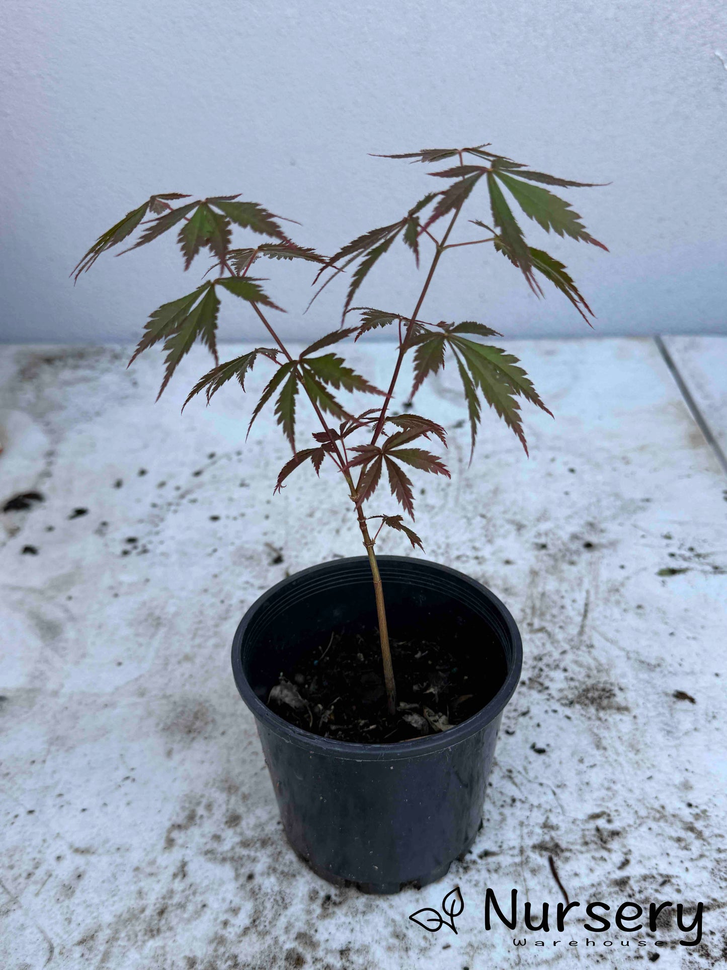 Acer Palmatum 'Oshu Shidare Japanese Maple Seedling'