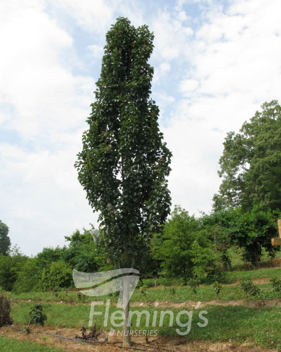 Pyrus calleryana × pyrifolia ‘NCPX1’ Javelin® (Javelin Ornamental Pear)