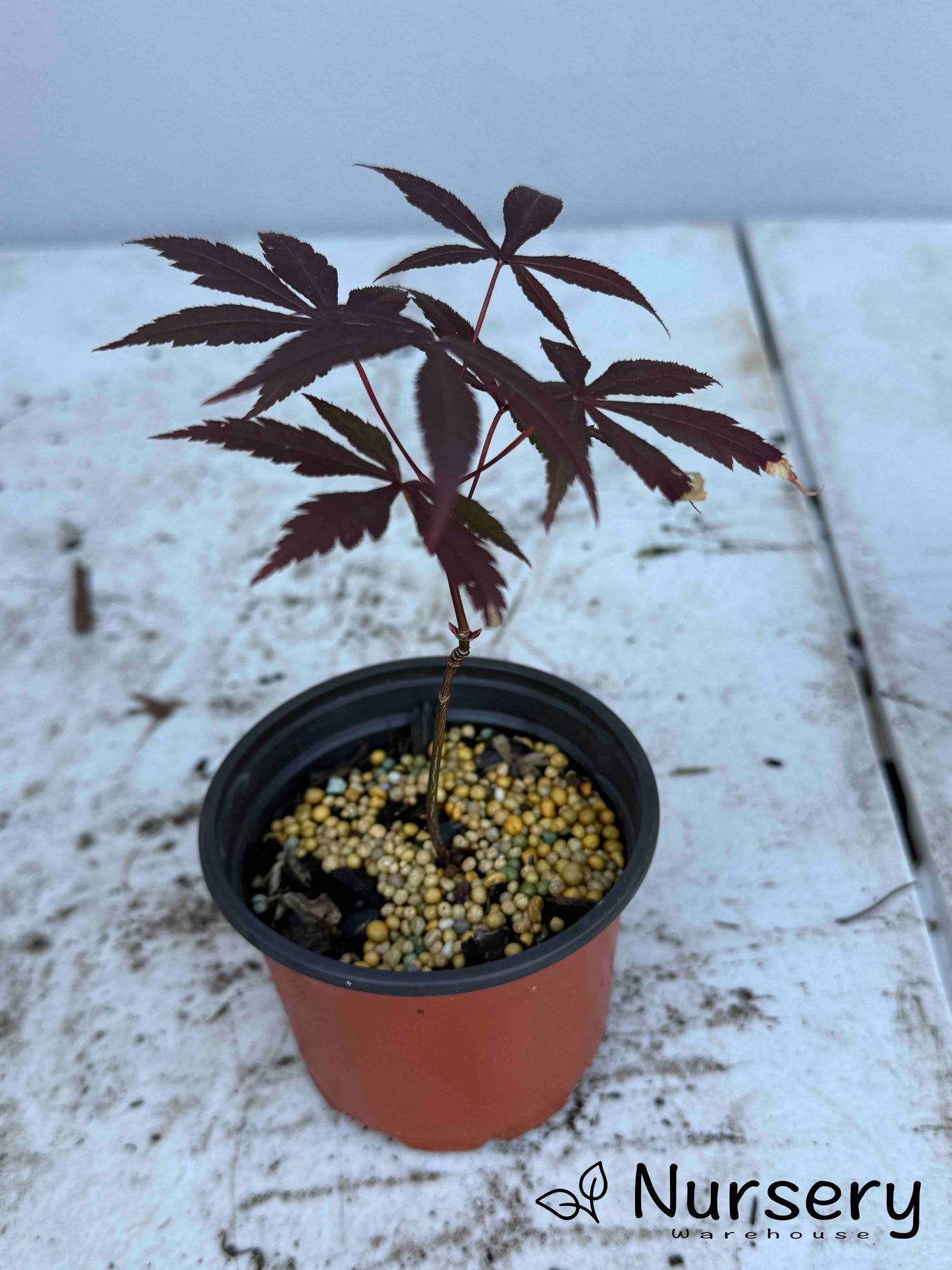 Acer Palmatum 'Bloodgood Japanese Maple Seedling'