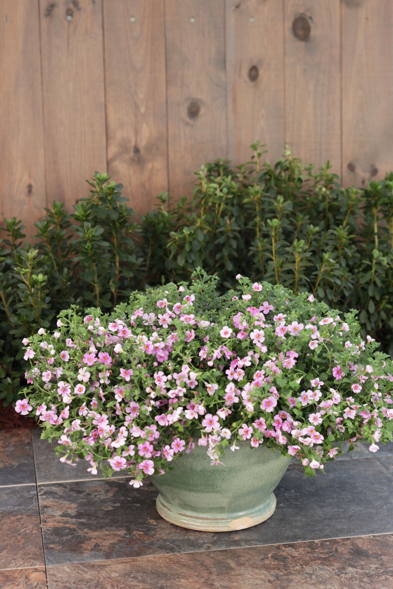 Sutera Cordata 'Snowstorm Pink' (Bacopa)