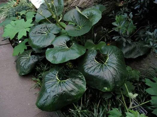 Farfugium japonicum ‘Gigantea’ – Giant Leopard Plant