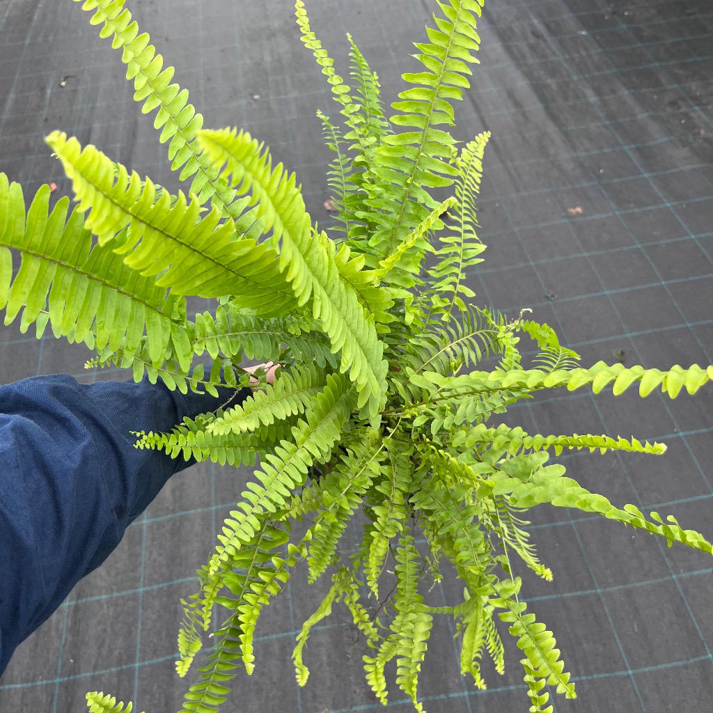 Nephrolepis Exaltata 'Montana' (Boston Fern 'Montana' | overgrown, has new shoots and marks on foliage)