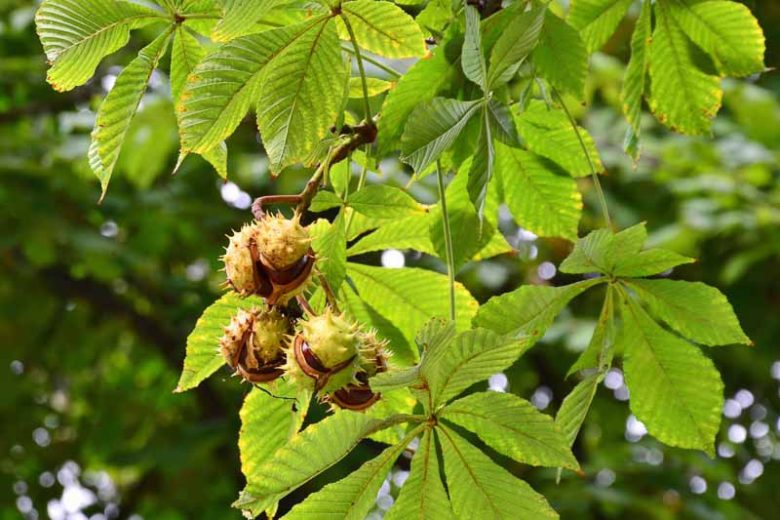 Aesculus hippocastanum (Horse Chestnut)