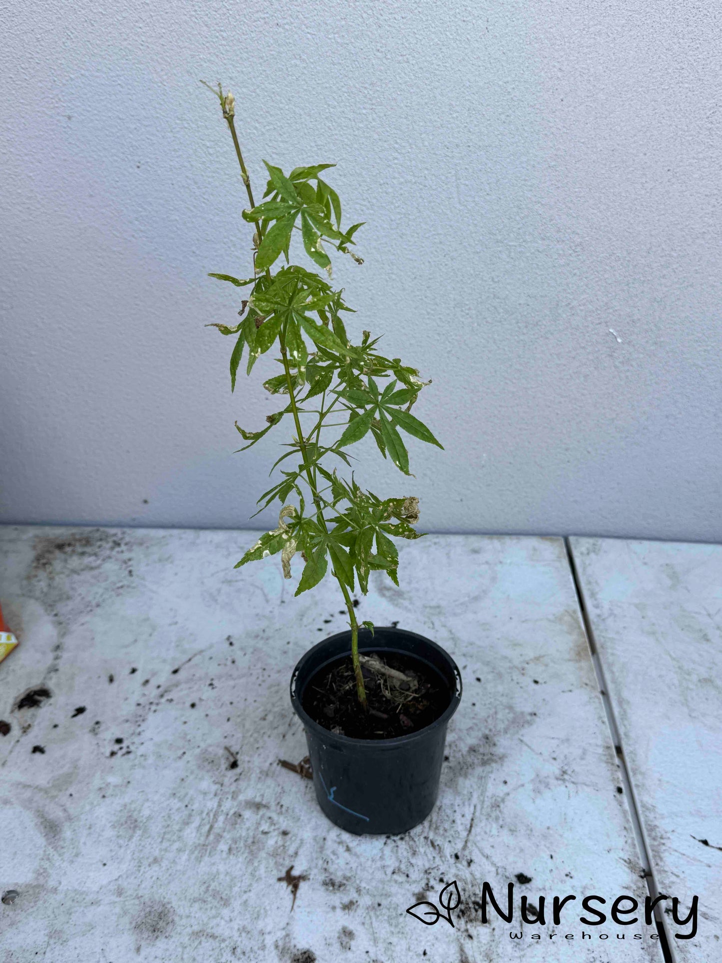 Acer Palmatum 'Unknown Japanese Maple Seedling'
