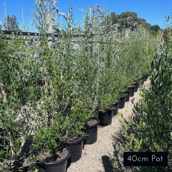Olea europaea 'Bambalina' (Bambalina Olive)