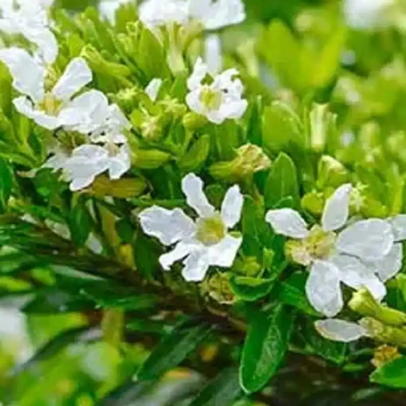 Cuphea hyssopifolia Bianca (Mexican Heather)