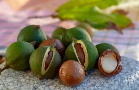 Macadamia Integrifolia (Macadamia Grafted)