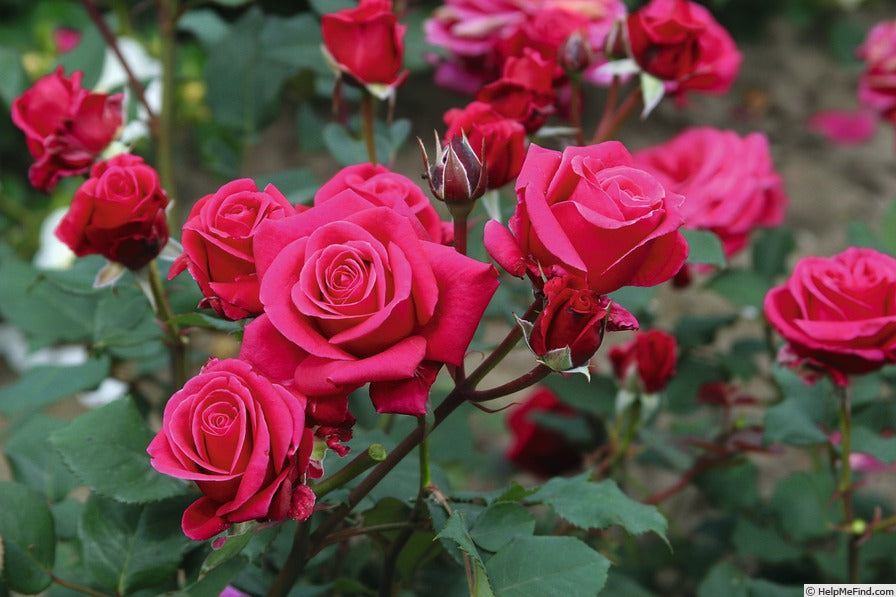 Rosa ‘Showpiece Lipstick’ (Showpiece Lipstick Rose)
