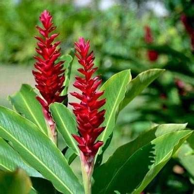 Alpinia Caerulea 'Red Back'