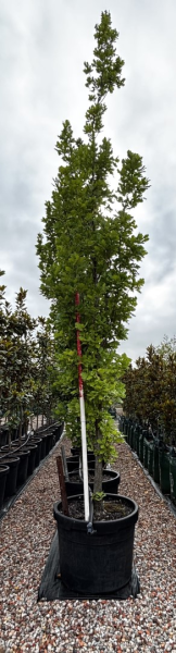 Quercus Robur ‘Fastigiata’ (Upright English Oak)