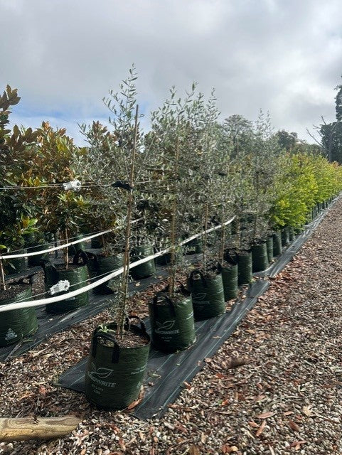 Olea Europaea 'Tolleys Upright' (Tolleys Upright Olive)