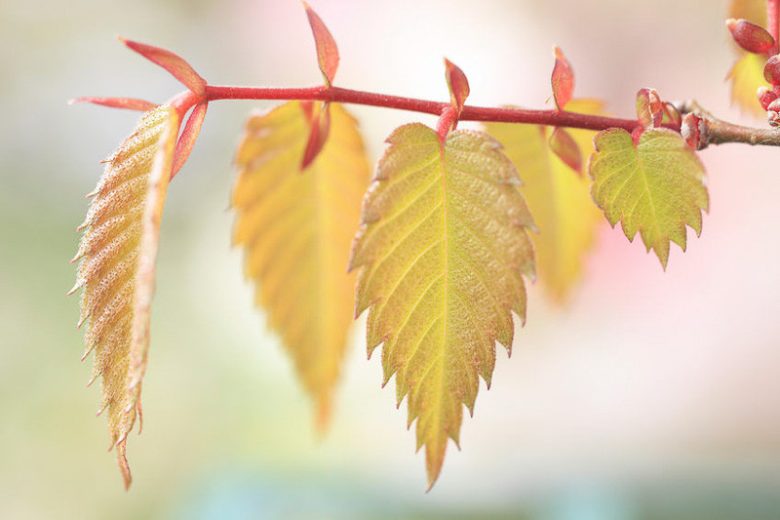 Zelkova Serrata (Japanese Elm / Japanese Zelkova)