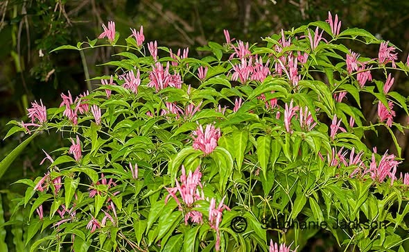 Justicia nodosa (Pink Justicia / Brazilian Shrimp Plant)