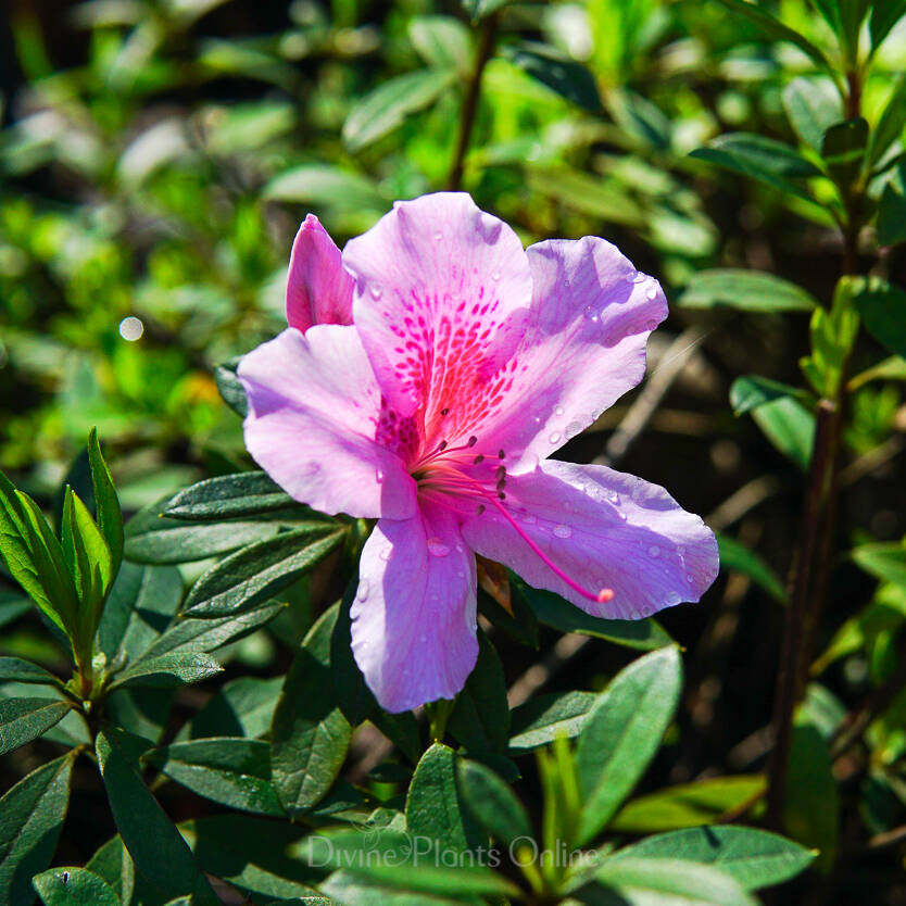 Rhododendron Indicum ‘Alphonse Anderson’ (Alphonse Anderson Azalea)